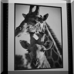 A16b. Framed giraffe photo. 20”x16” - $25 each 